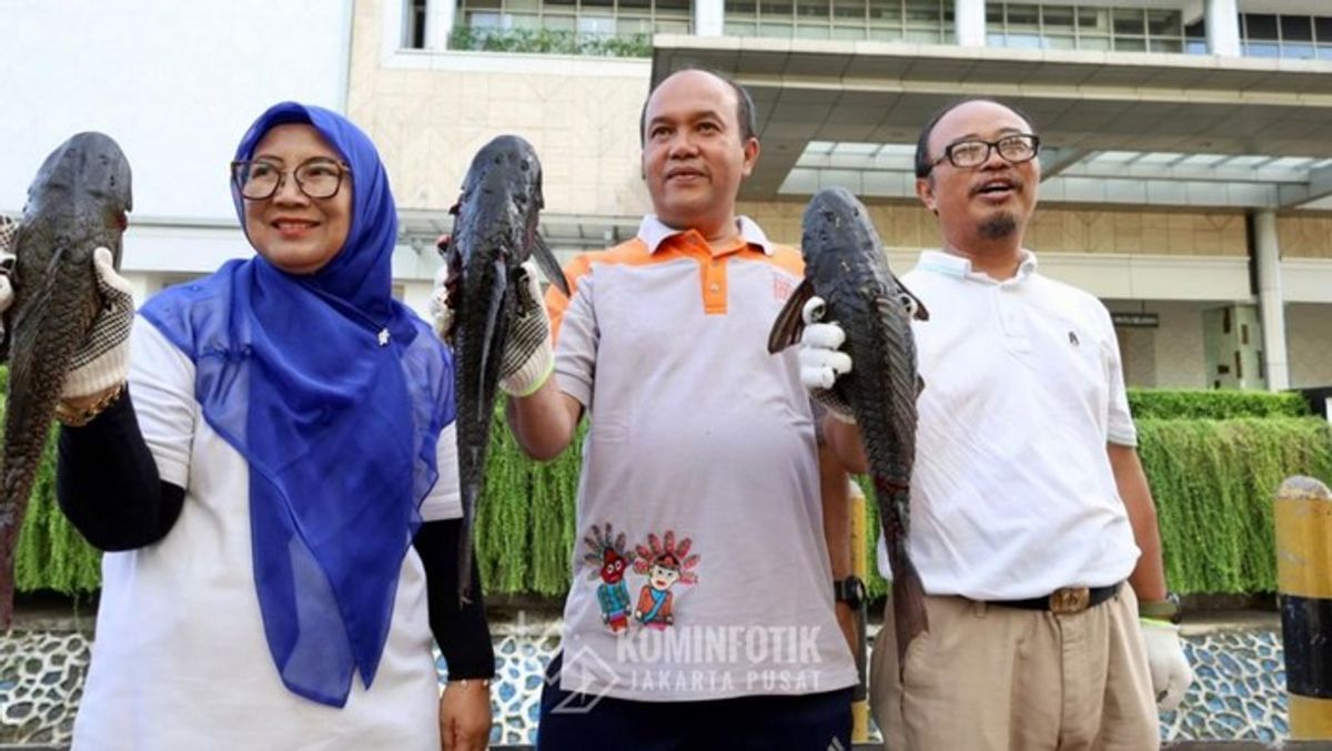 Pemprov DKI Musnahkan Tonan Ikan Sapu-Sapu Akibat Residu Logam Berat