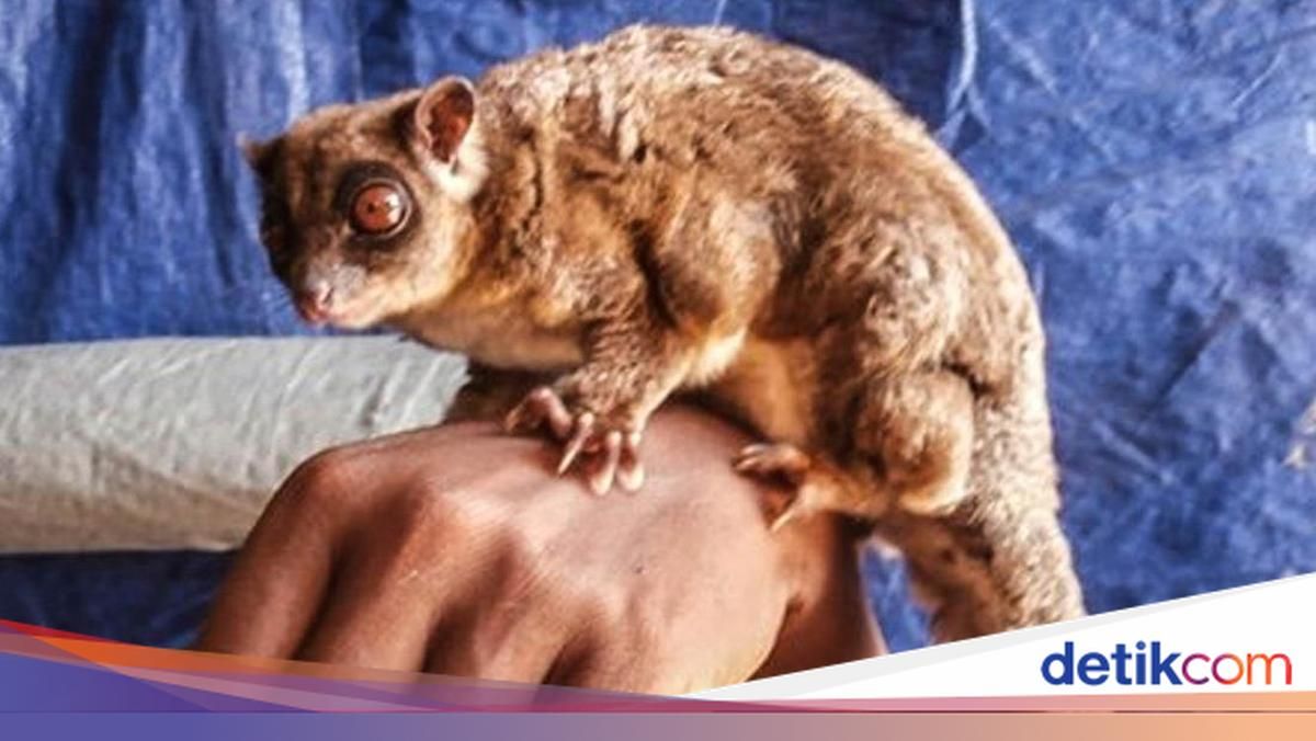 Dua Spesies Mamalia Langka Ditemukan Kembali di Hutan Papua Nugini