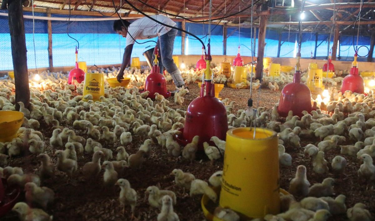 Kementerian Pertanian Ekspor 545 Ton Produk Unggas Per Maret 2026