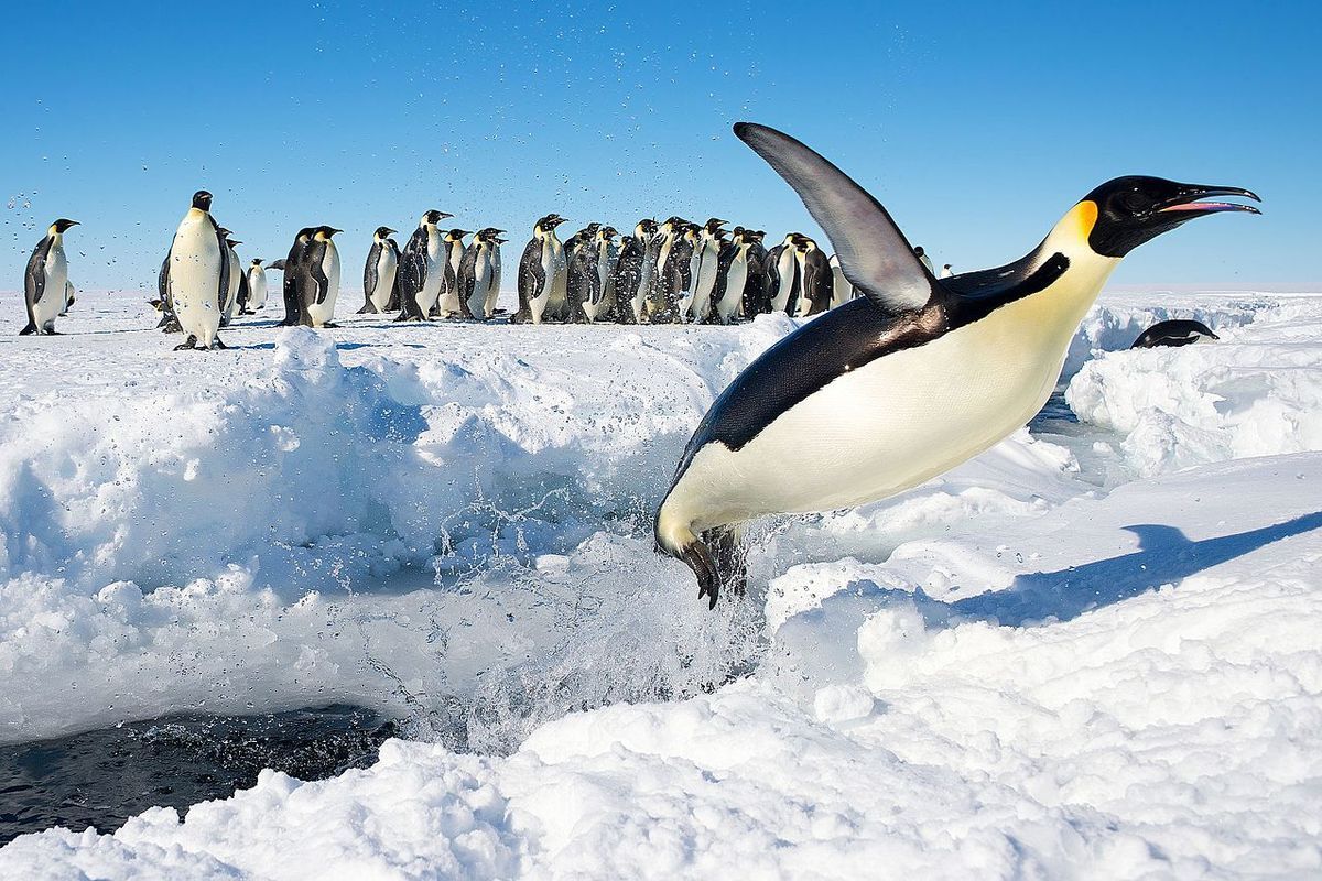 Hoaks Sains April Mop Pernah Gegerkan Publik, Termasuk Penguin Terbang