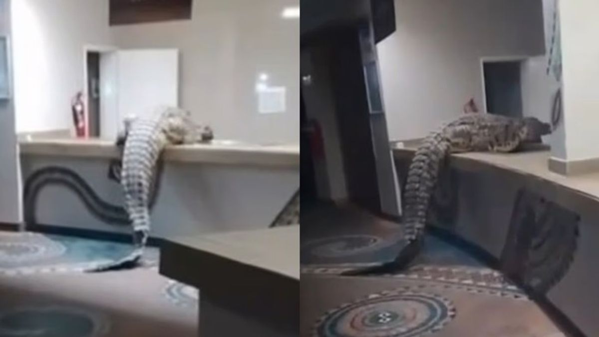 Buaya Sepanjang 3,6 Meter Menyusup ke Dapur Hotel di Zimbabwe