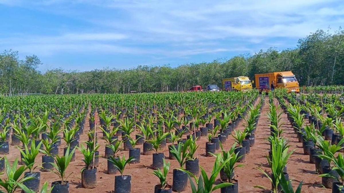 GAPKI Luncurkan Benih Kelapa Sawit Asal Tanzania di Sumatera Utara