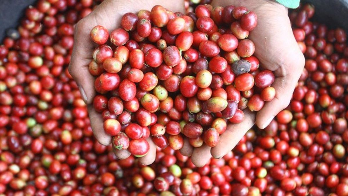 Kementan Kucurkan Dana Pemulihan Lahan Kopi Aceh Akibat Banjir