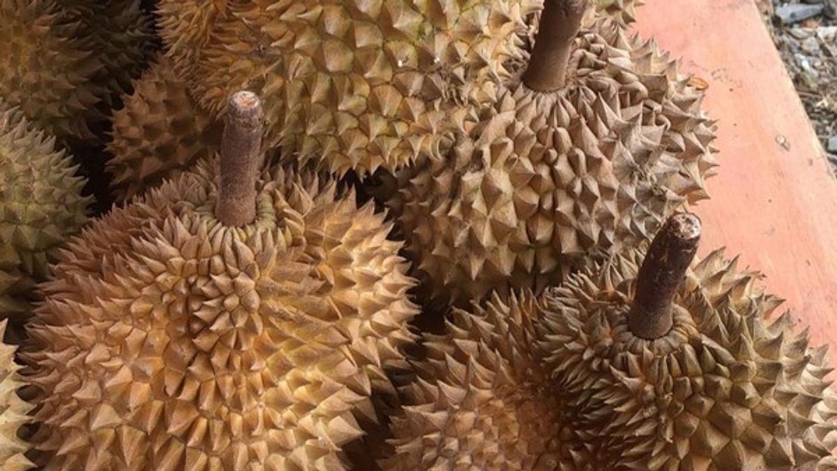 PT Duco Food Indonesia Ekspor 459 Ton Durian Beku ke China