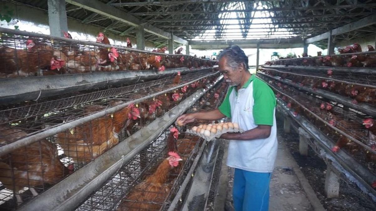 Peternak Protes Harga Telur Anjlok ke Rp 22.500 per Kilogram