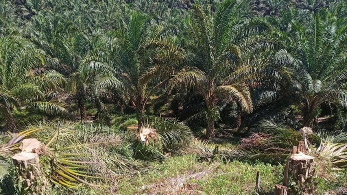 Satgas PKH Kuasai Kembali 5,9 Juta Hektare Kawasan Hutan Bermasalah