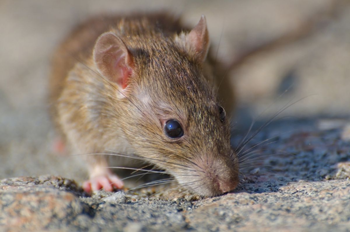 Tiga Orang Meninggal Dunia Akibat Infeksi Hantavirus di Kapal Pesiar