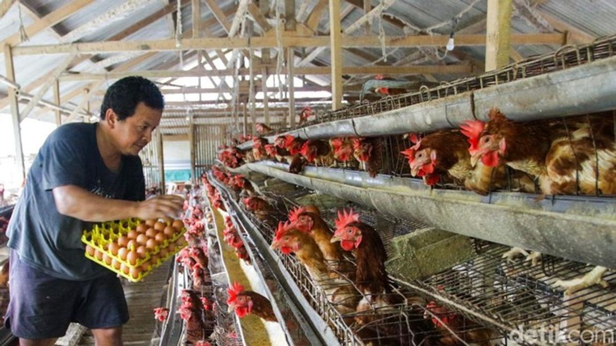 Kementan Catat Populasi Ayam Petelur Melonjak 30 Persen pada 2026