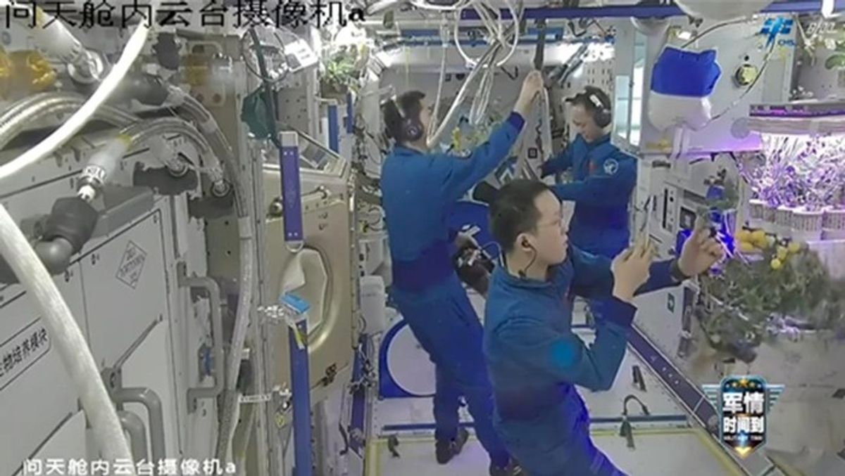Astronaut China Panen Tomat Aeroponik di Stasiun Tiangong
