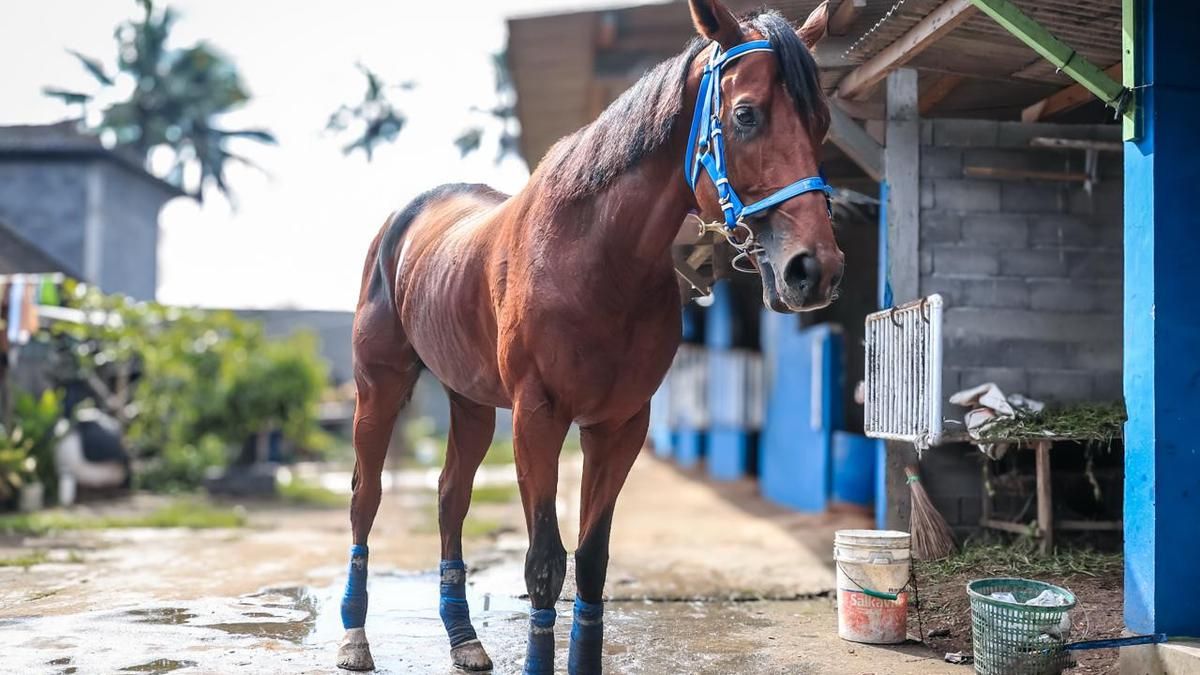 Blue Blood Stable Perkuat Persaingan Olahraga Pacuan Kuda Nasional