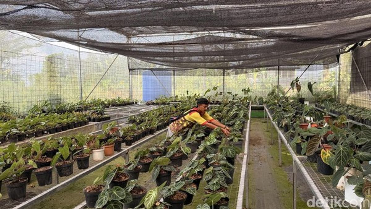 Desa Sukamantri Bogor Tembus Pasar Ekspor Tanaman Hias Nasional