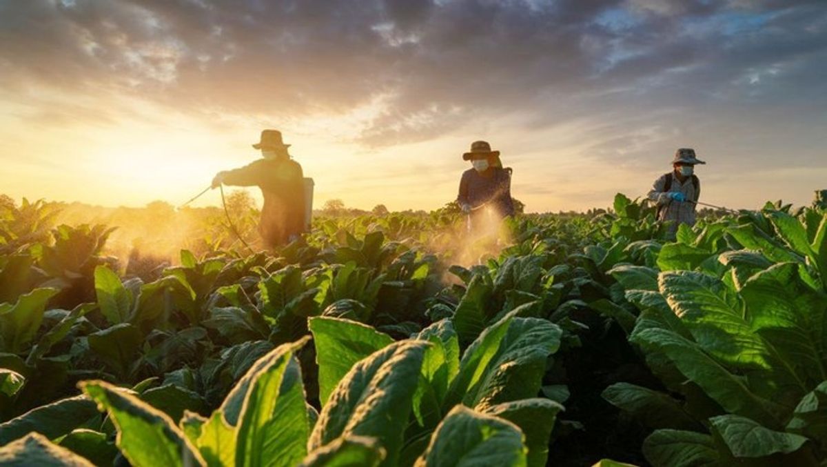 GAPPRI dan INDEF Tolak Larangan Bahan Tambahan Produk Tembakau