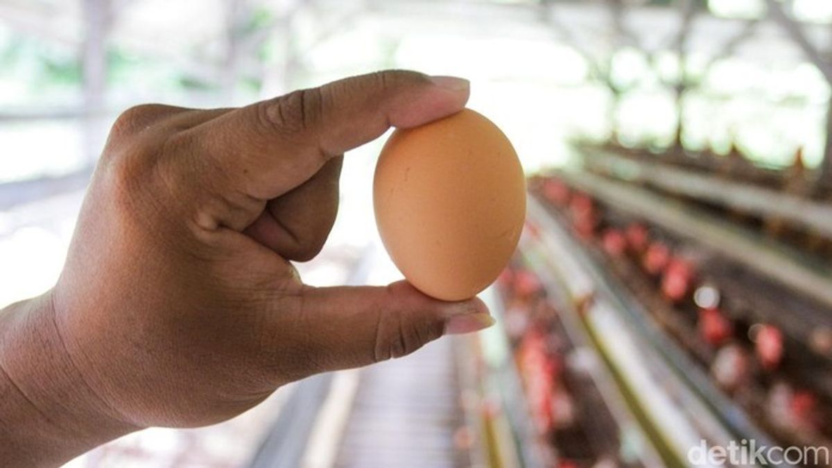 Kementan Dorong Penambahan Menu Telur MBG Guna Stabilkan Harga
